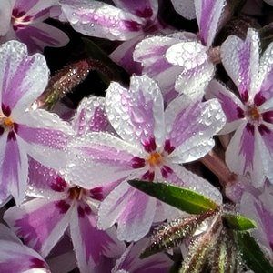 Meet your Posher, Maureen